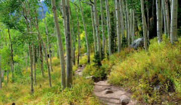 Картинка природа лес деревья