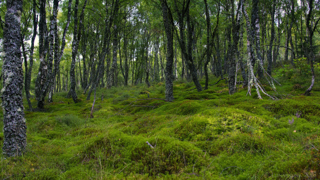 Обои картинки фото природа, лес, деревья