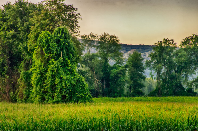 Обои картинки фото природа, лес, деревья