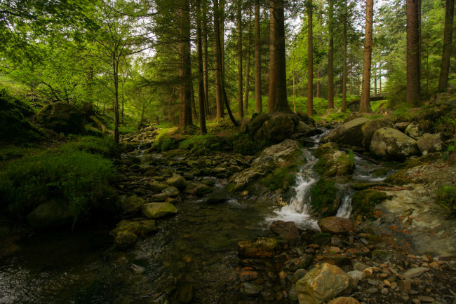 Обои картинки фото природа, лес, деревья