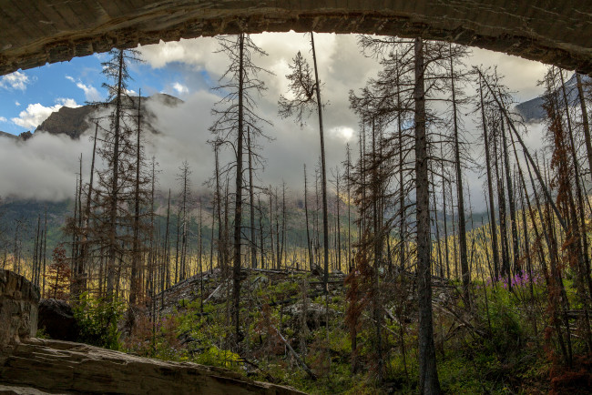 Обои картинки фото природа, лес, деревья