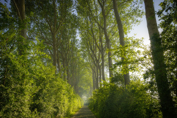 Картинка природа лес простор