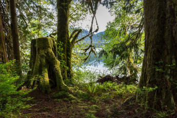 Картинка природа лес простор