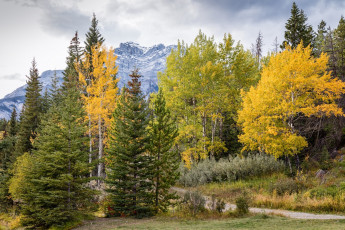 Картинка природа лес простор