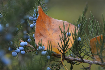 Картинка природа листья ягоды ветка лист