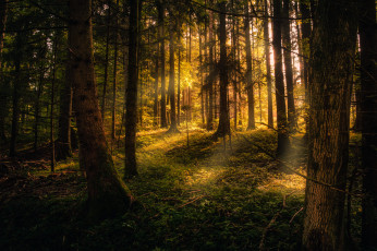 Картинка природа лес простор