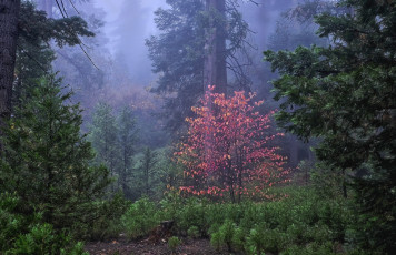 Картинка природа лес простор