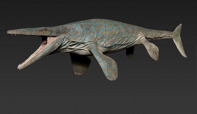 Обои картинки фото 3д графика, животные , animals, акула