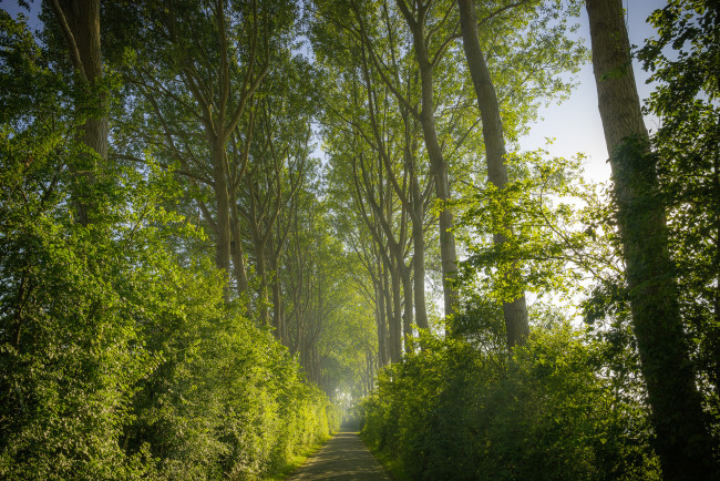 Обои картинки фото природа, лес, простор