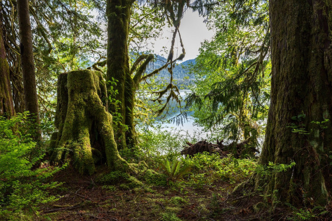 Обои картинки фото природа, лес, простор