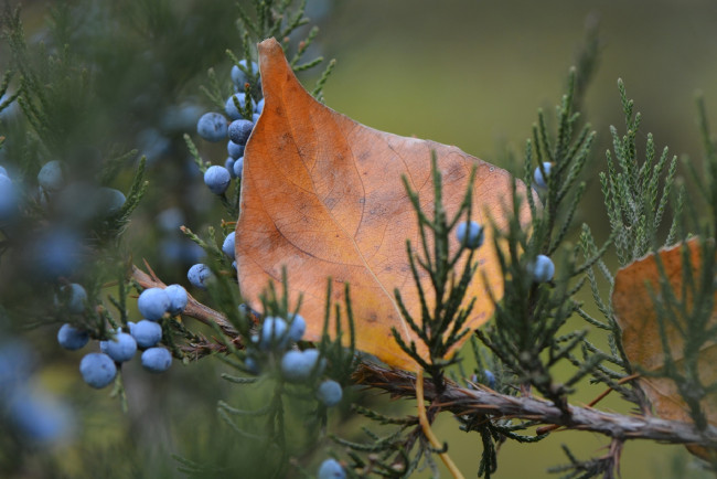 Обои картинки фото природа, листья, ягоды, ветка, лист