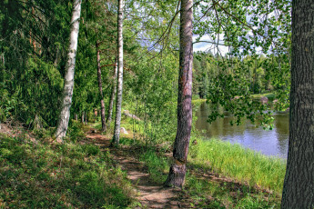 Картинка природа лес простор