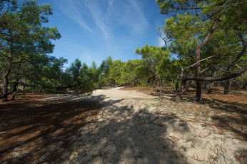 Картинка природа лес простор