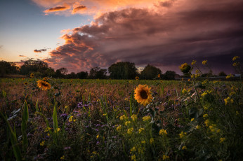 Картинка природа поля простор