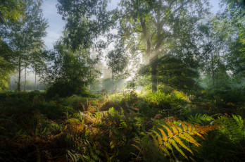 Картинка природа лес простор