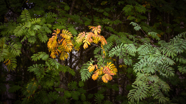 Обои картинки фото природа, листья, простор