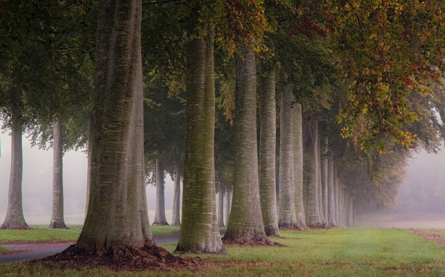 Обои картинки фото природа, деревья, утро, туман