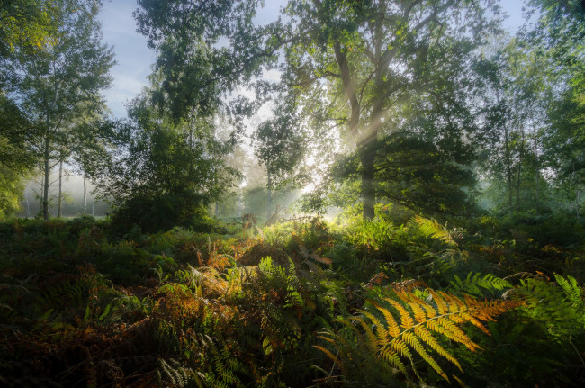 Обои картинки фото природа, лес, простор