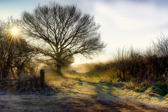 Обои картинки фото природа, деревья, простор