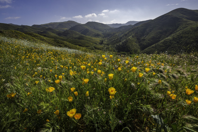 Обои картинки фото природа, луга, простор