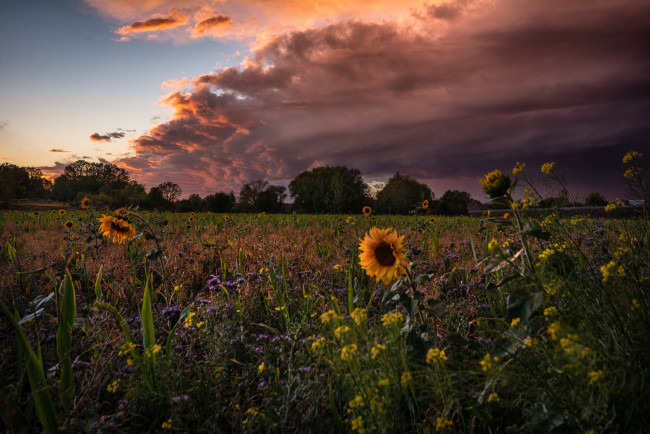 Обои картинки фото природа, поля, простор