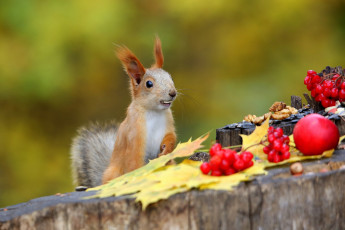 Картинка а+это+белочка+ животные белки осень природа поза ягоды яблоко пень белка орехи белочка калина осенние листья