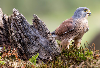 Картинка пустельга+обыкновенная животные птицы+-+хищники пустельга обыкновенная птица фауна дикая природа