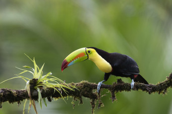 обоя желтоклювый попугай, животные, туканы, желтоклювый, попугай, птица, фауна, дикая, природа, ветка