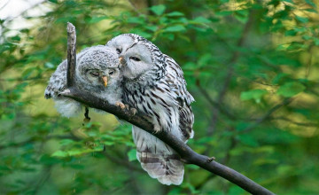 Картинка животные совы сова совенок ветка