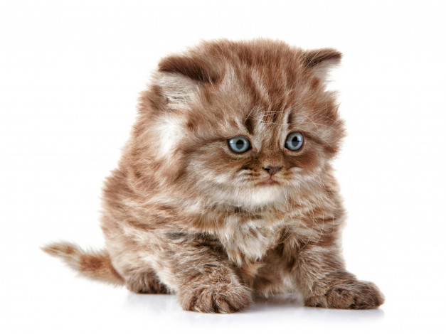 Обои картинки фото котик, животные, коты, кот, животное, фауна, взгляд, цвет, поза