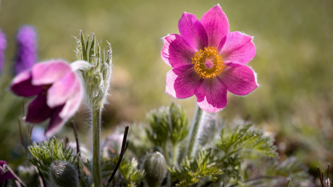 Обои картинки фото цветы, анемоны,  сон-трава, весна, сон-трава