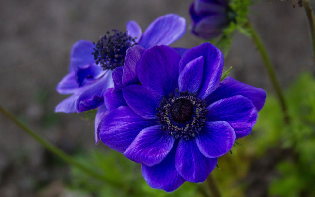 Обои картинки фото цветы, анемоны,  сон-трава, синие, макро