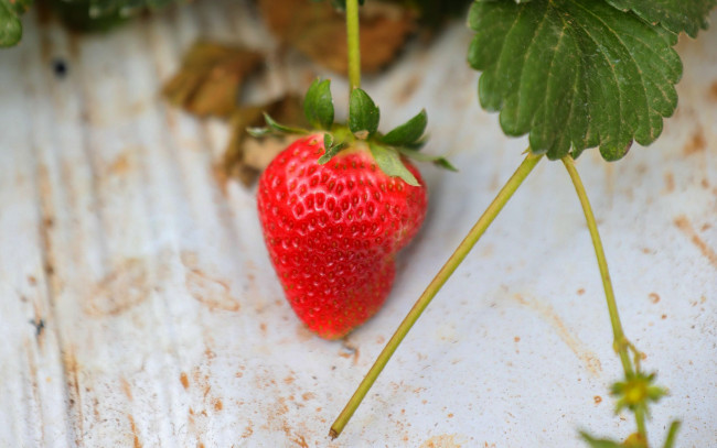 Обои картинки фото природа, ягоды, клубника