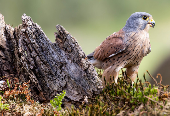Обои картинки фото пустельга обыкновенная, животные, птицы - хищники, пустельга, обыкновенная, птица, фауна, дикая, природа