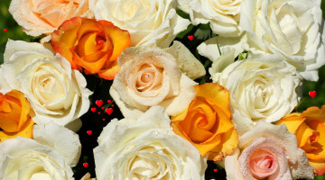 обоя цветы, розы, капли, сердечки