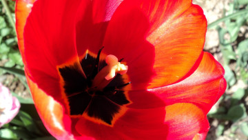 обоя цветы, тюльпаны, тюльпан, красный