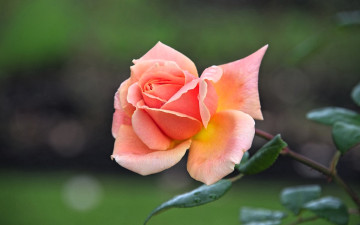 обоя цветы, розы, роза, розовая, стебель, листья