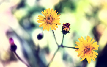 обоя цветы, желтые, бутон