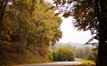 обоя природа, дороги, лес, деревья, дорога