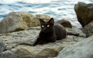 Картинка животные коты кот черный камни море