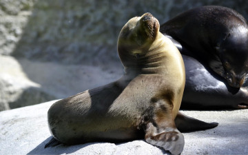 Картинка животные тюлени +морские+львы +морские+котики морские котики камни