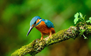 Картинка животные зимородки зимородок птица ветка мох