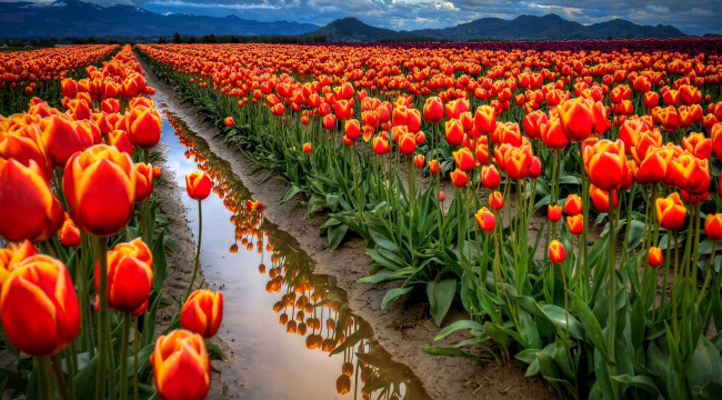 Обои картинки фото цветы, тюльпаны, поле, дорожка, горы, облака