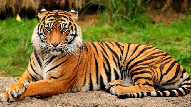Обои картинки фото животные, тигры, тигр, песок, трава
