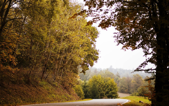 Обои картинки фото природа, дороги, лес, деревья, дорога