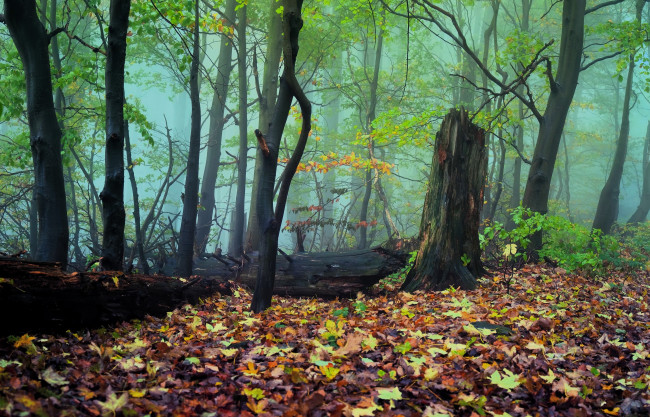 Обои картинки фото природа, лес, осень, листья, деревья, туман, бревно, пень