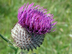 Картинка цветы Чертополох репейник