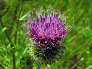 Картинка цветы Чертополох репейник