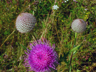 Картинка цветы Чертополох репейник