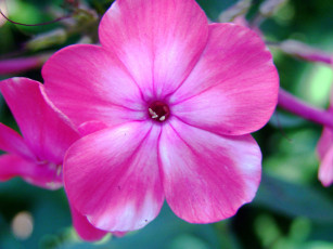 Картинка цветы флоксы